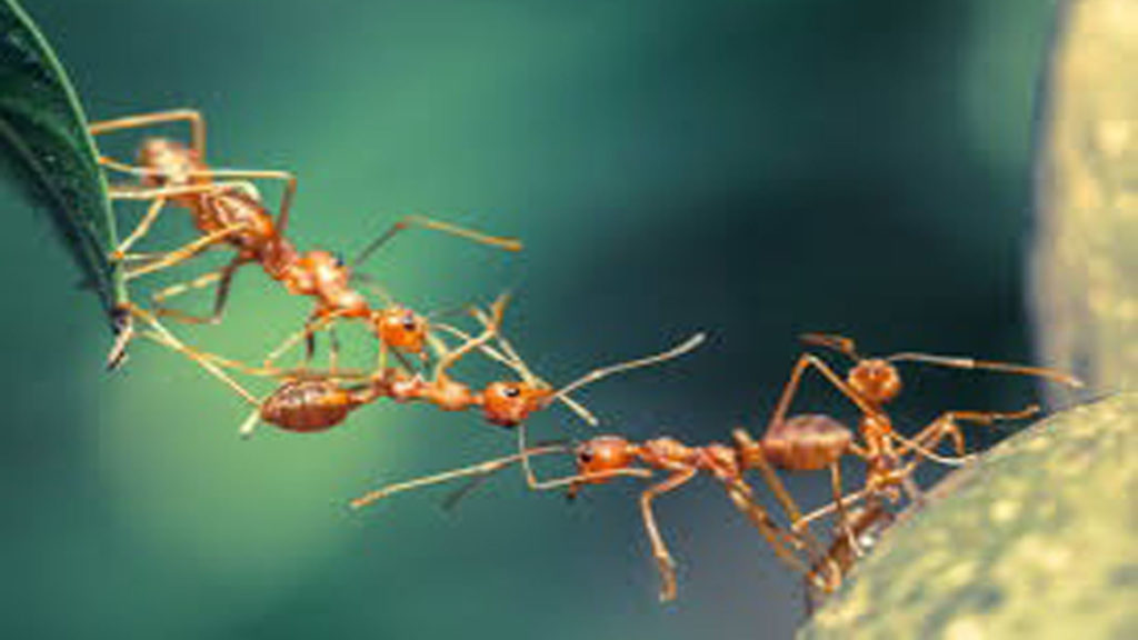 Video: Mengapa Semut Jalan Berbaris?