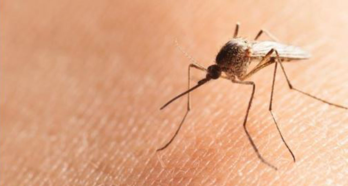 Gejala Malaria dan Cara Mengobatinya