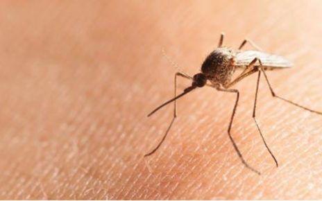 Gejala Malaria dan Cara Mengobatinya