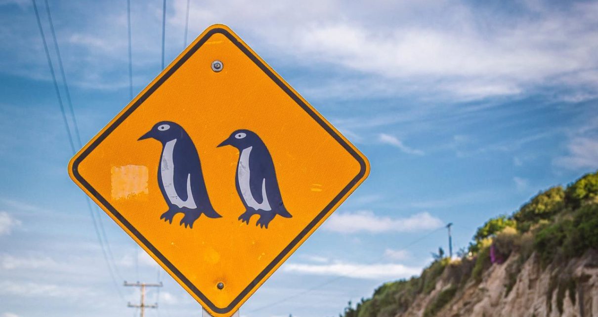 Kisah Sepasang Penguin Gay Mencuri Telur di Kebun Binatang Belanda
