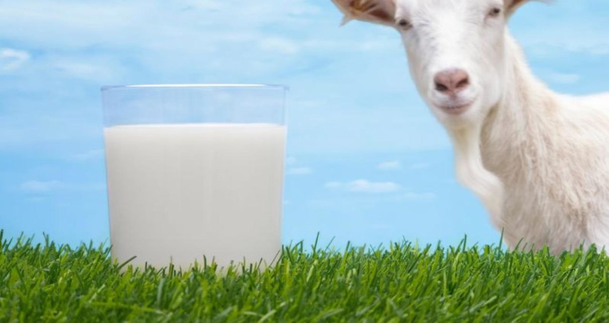 Manfaat Susu Kambing Etawa bagi Kesehatan yang Jarang Diketahui