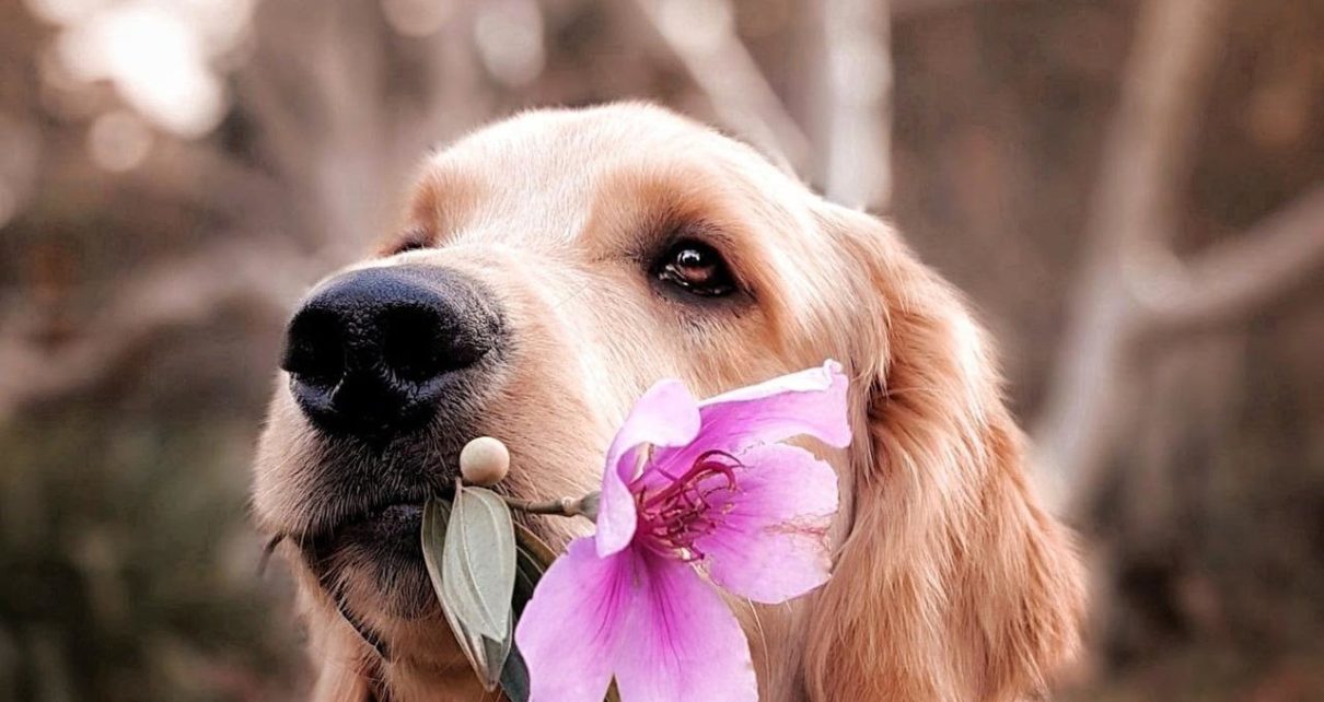 Hal Menakjubkan dari Hidung Anjing yang Jarang Diketahui