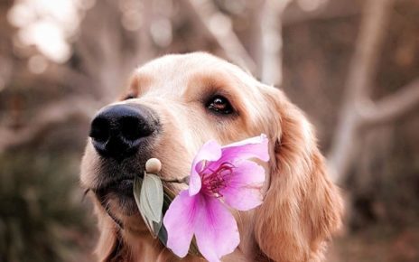 Hal Menakjubkan dari Hidung Anjing yang Jarang Diketahui