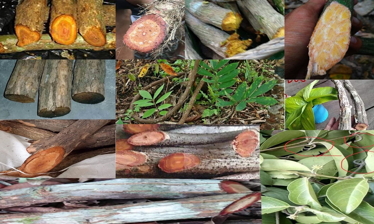 Manfaat Akar Bajakah, Pohon Kayu Ajaib dari Kalimantan