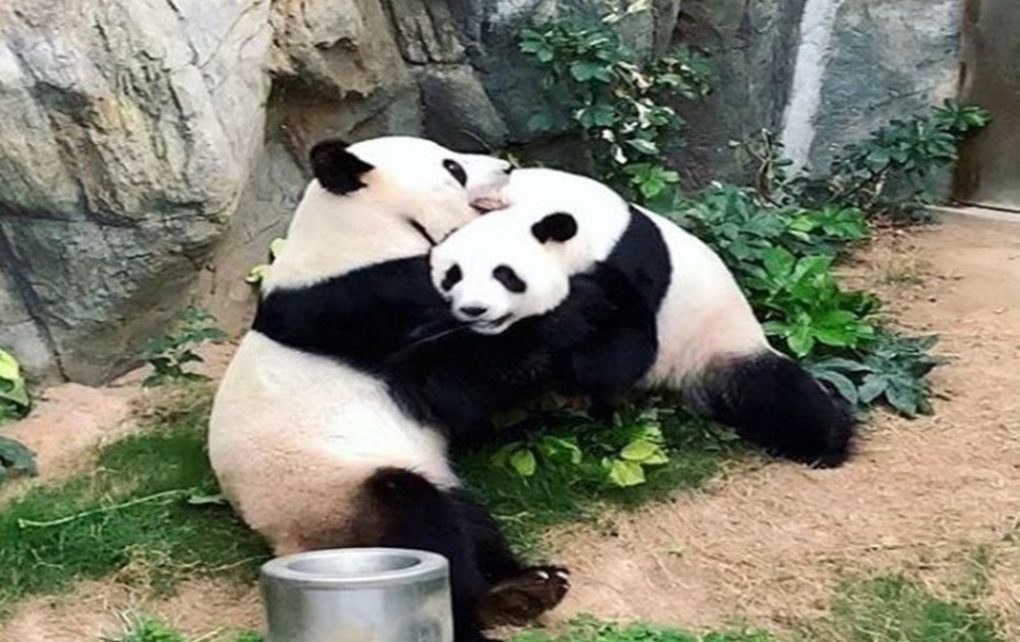 Hampir 10 Tahun Panda Ini Akhirnya Terekam Berhubungan Intim
