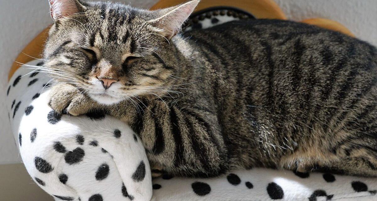 Ketahui 3 Alasan Kucing Sering Tidur