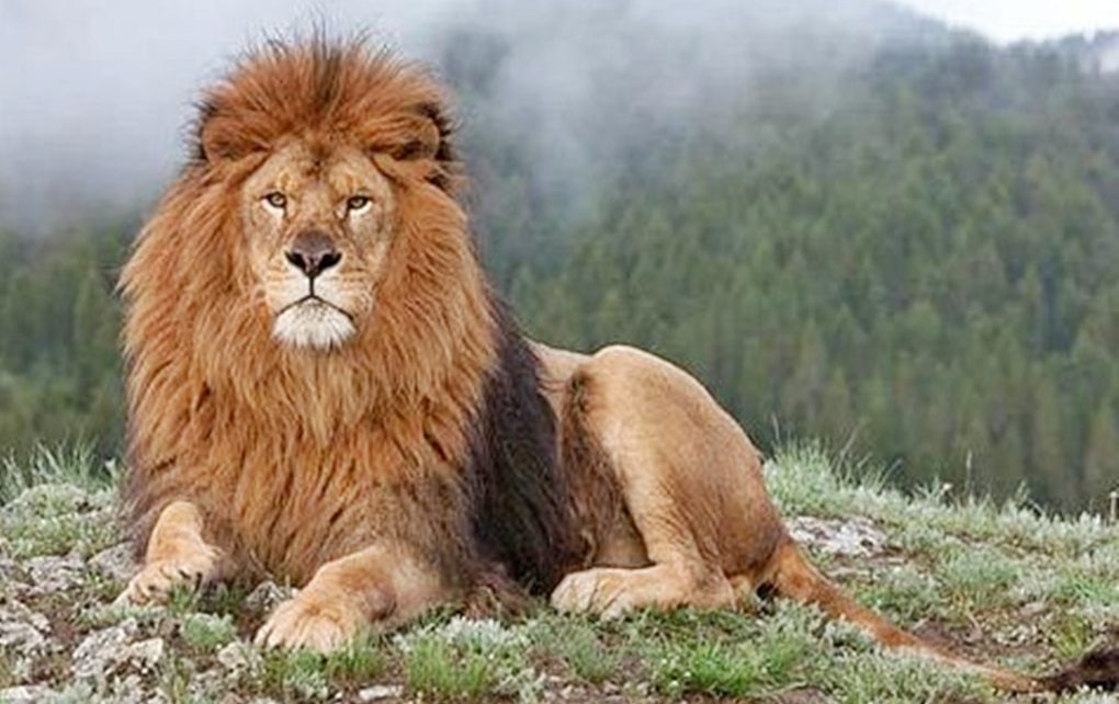 Singa Terbesar yang Pernah Hidup di Bumi, Cek Fakta Singa Amerika