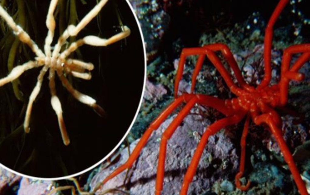 Laba-laba Laut, Hewan Laut Unik dengan Bentuknya !