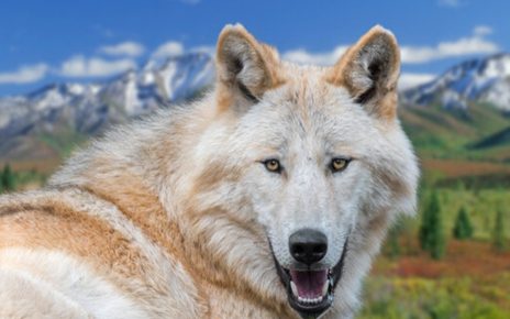 Spesies Serigala Bertubuh Besar, Fakta unik Northwestern Wolf