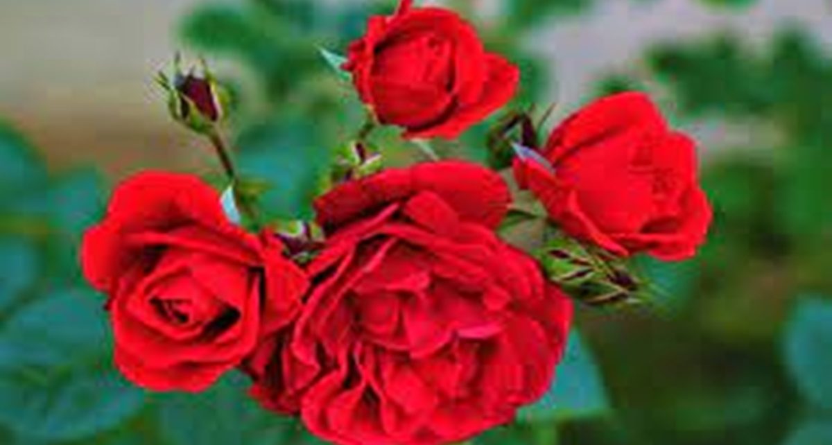 9 Manfaat Bunga Mawar Untuk Kulit