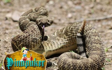 5 jenis ular yang sangat berbahaya