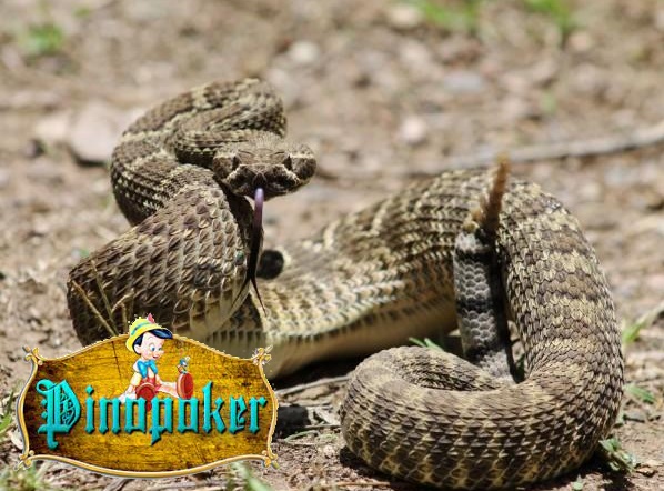 5 jenis ular yang sangat berbahaya