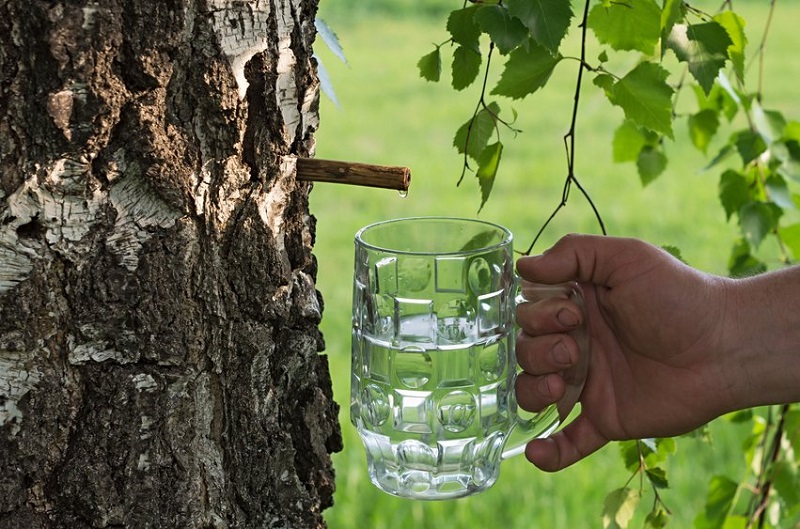 5 Manfaat Getah Pohon Birch untuk Kesehatan