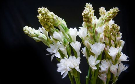 4 Manfaat Bunga Sedap Malam untuk Kesehatan