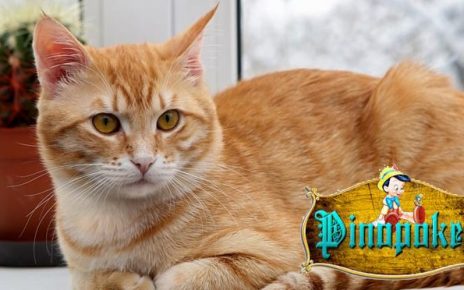 5 jenis kucing ini sangat populer di pelihara di indonesia