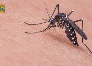 Tips Menghilangkan Bekas Gigitan Nyamuk pada Bayi