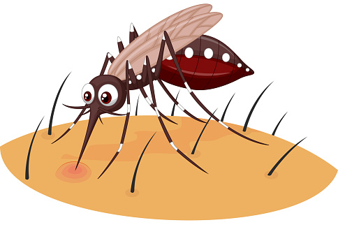 Cara Nyamuk Berkembang Biak!