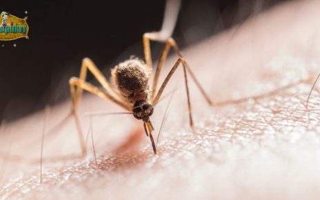 Pemicu Banyaknya Nyamuk Di Rumah