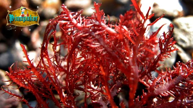 Manfaat Sehat dari Rumput Laut serta Jenis Berbeda nya