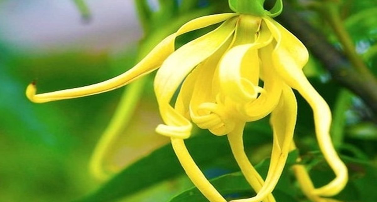 11 Manfaat Bunga Kenanga Untuk Kesehatan dan Kecantikan