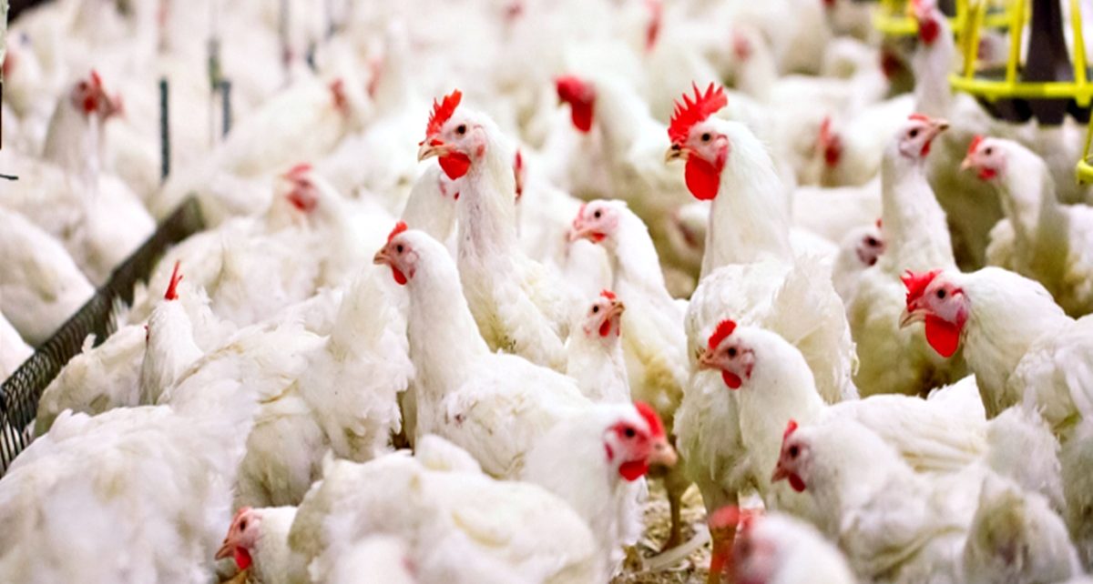 7 Cara Beternak Ayam Petelur bagi Pemula